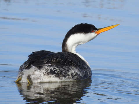 صورة Aechmophorus Coues 1862