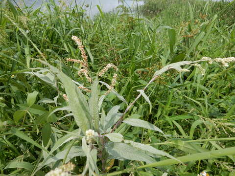 صورة Persicaria lanata (Roxb.) N. N. Tzvel.