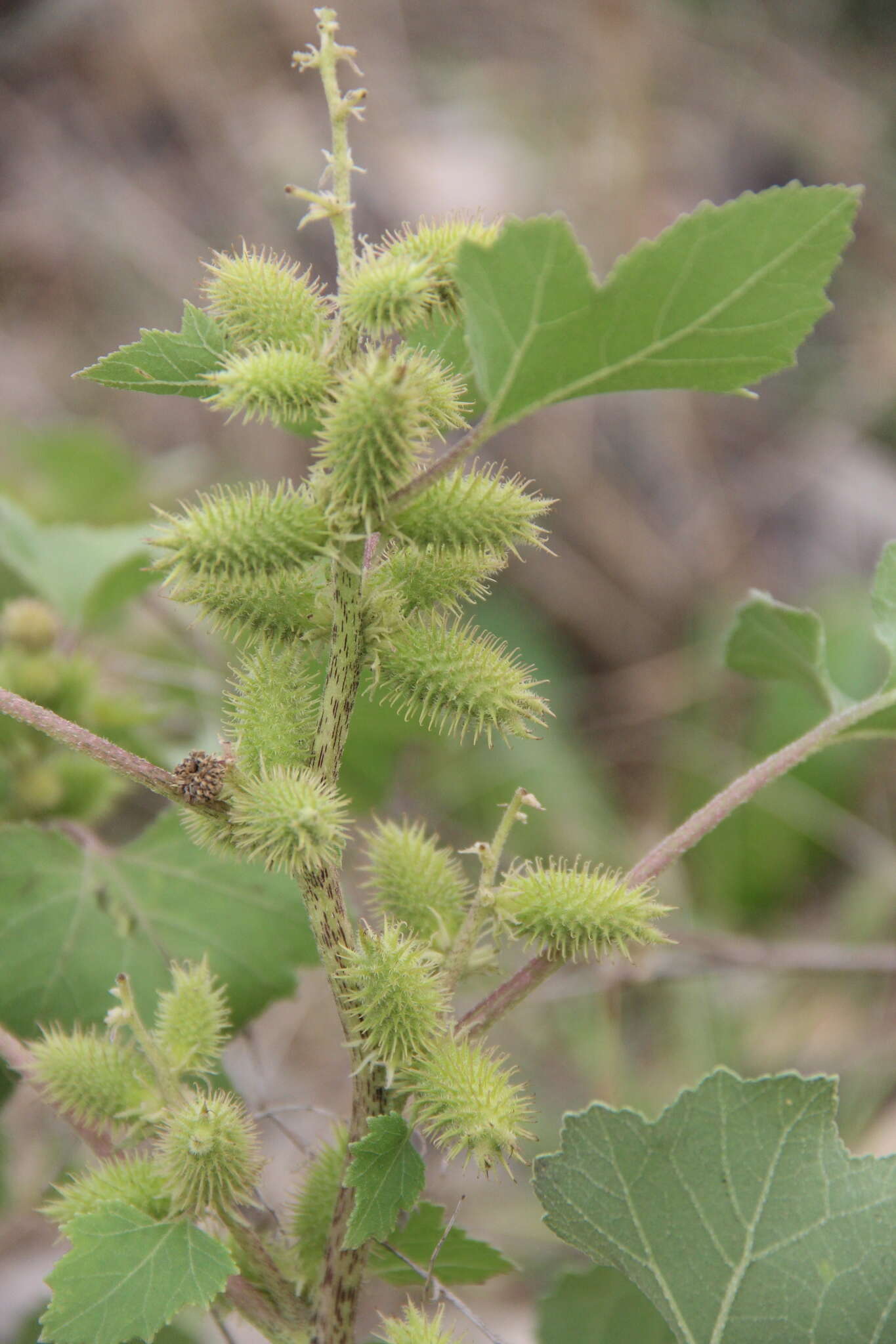 Image of Xanthium orientale subsp. californicum (Greene) Greuter