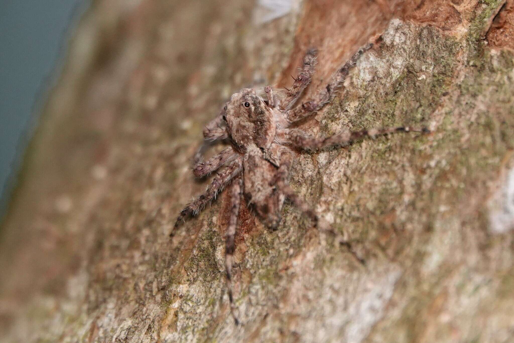 Imagem de Phaeacius malayensis Wanless 1981