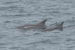 Image of Indian Ocean Bottlenose Dolphin