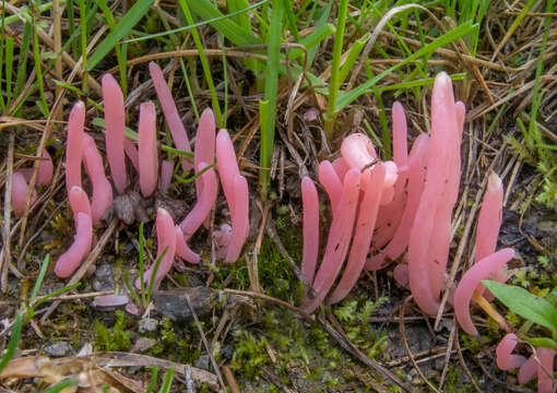 Image of Clavaria rosea Fr. 1821