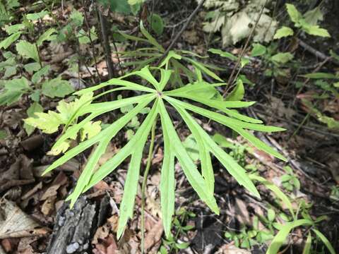 Plancia ëd Syneilesis aconitifolia (Bunge) Maxim.