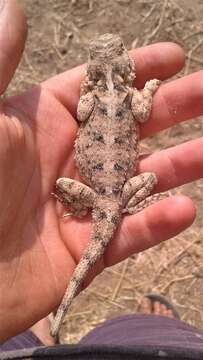 Image of Peters' ground agama