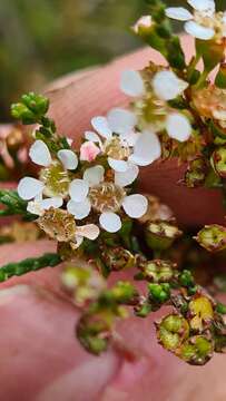 Image of Baeckea brevifolia (Rudge) DC.