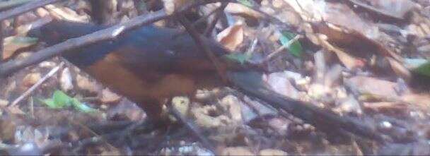 Image of Gabon Coucal