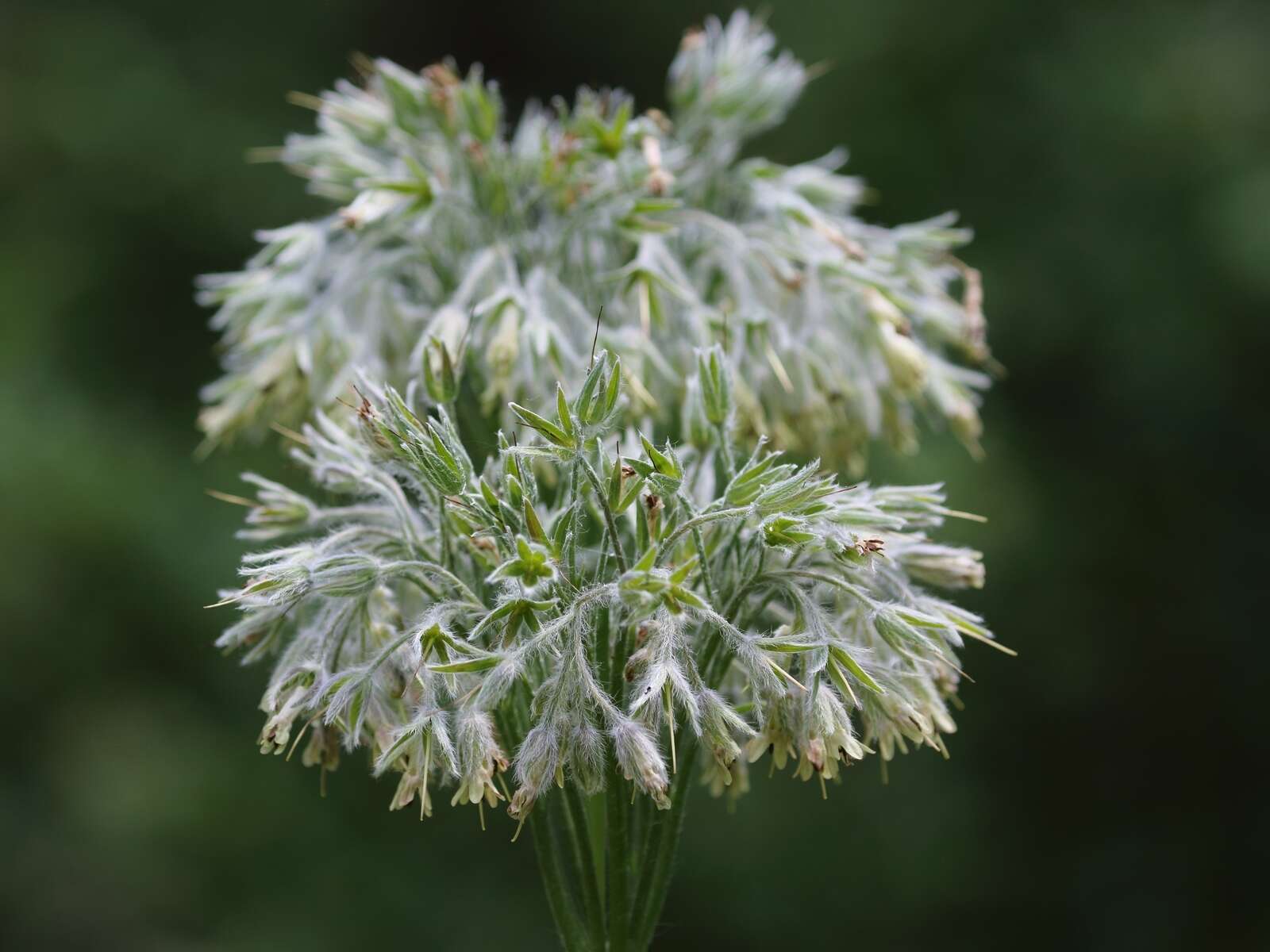 Cynoglossum umbellatum Waldst. & Kit.的圖片