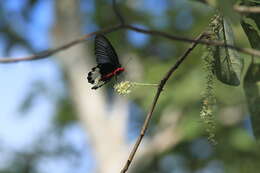 Image of Atrophaneura zaleucus (Hewitson 1865)