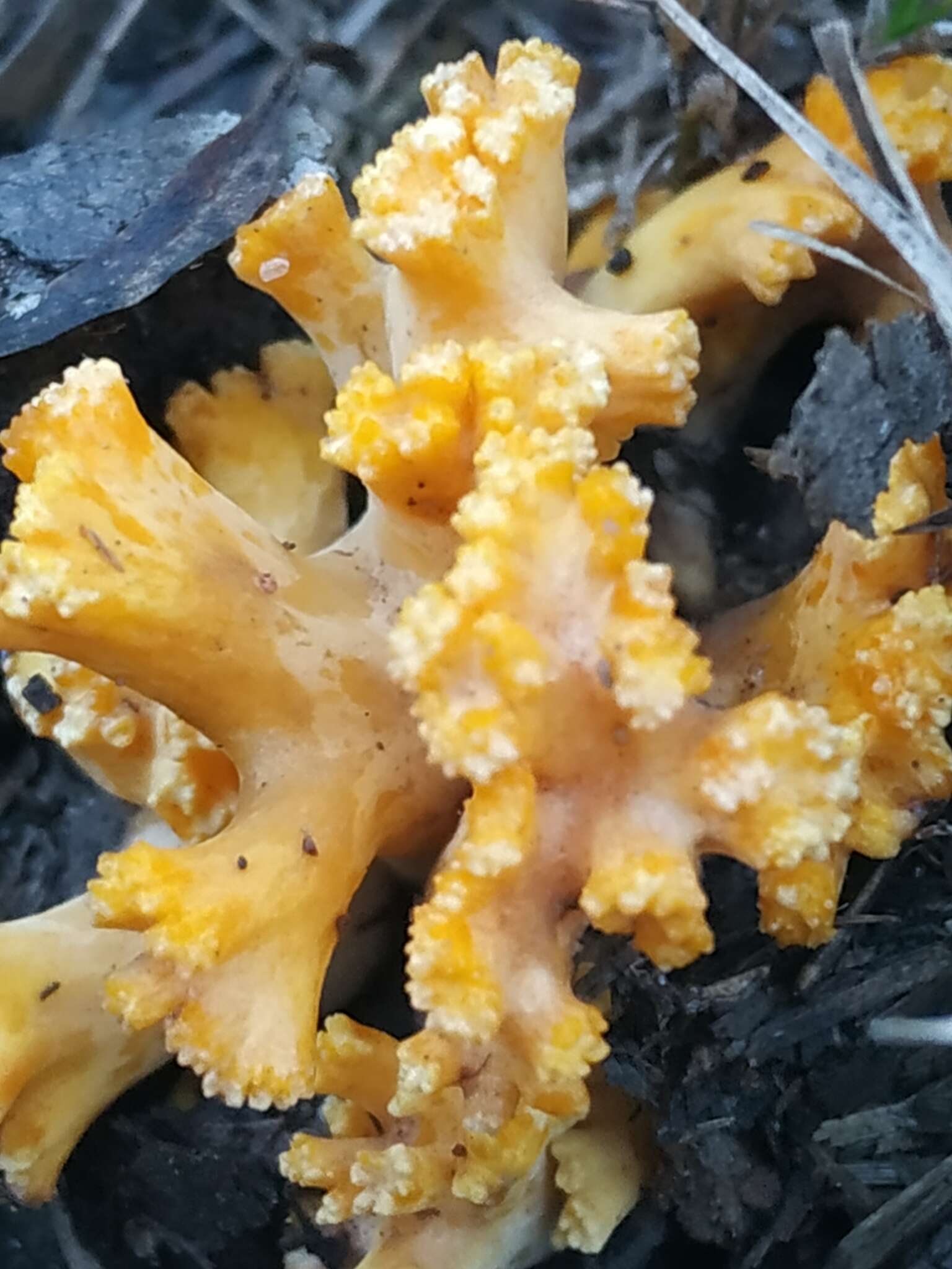 Ramaria toxica L. S. Domínguez & R. H. Petersen 1989 resmi