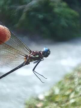 Слика од Macrothemis celeno (Selys ex Sagra 1857)