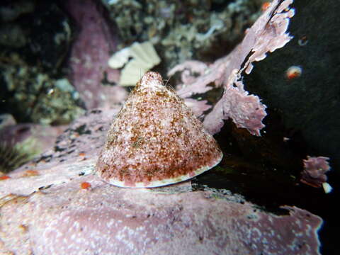 Image of Pacific white cap limpet