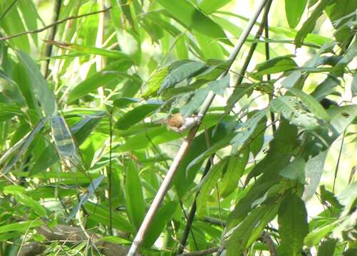 Image of Dark-fronted Babbler