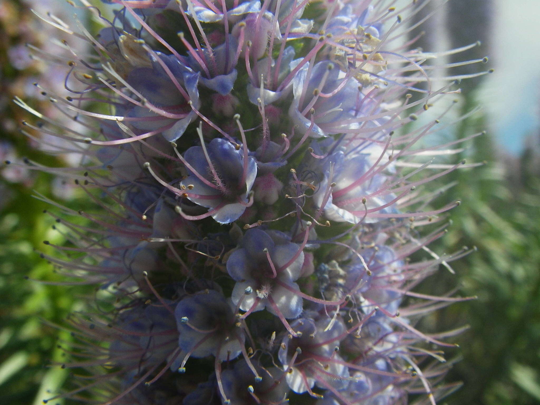 Image of Echium hierrense Webb ex C. Bolle