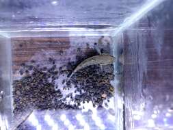 Image of Brown Spinecheek Gudgeon