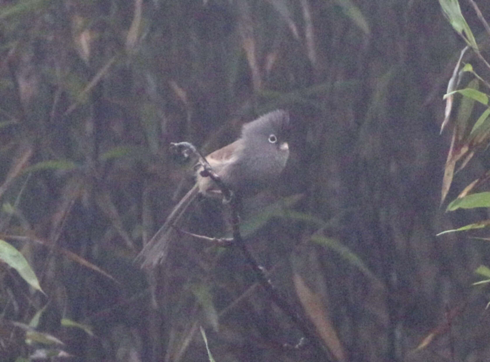 Image of Grey-hooded Parrotbill