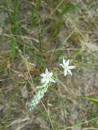 Image of Ornithogalum ponticum Zahar.