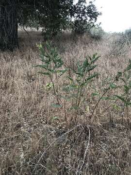 Imagem de Astragalus oocarpus A. Gray