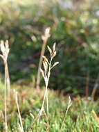 Rytidosperma australe (Petrie) Connor & Edgar resmi