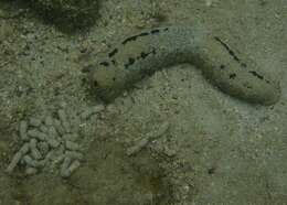 Image of Black sea cucumber