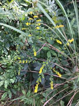 Image of roundleaf goldenrod