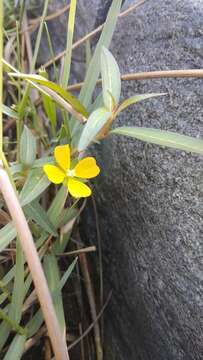 Image of Ludwigia perennis L.