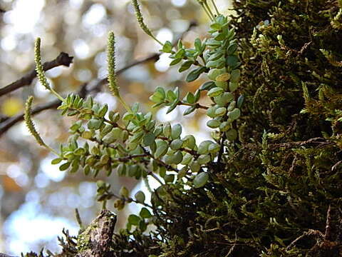 Image of Peperomia berlandieri Miq.