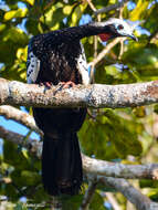 Image of Red-throated Piping Guan