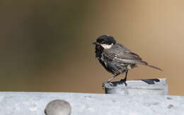 Image of Periparus ater cypriotes (Guillemard 1888)