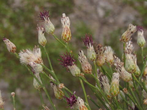 Image of Aphyllocladus ephedroides Cabrera