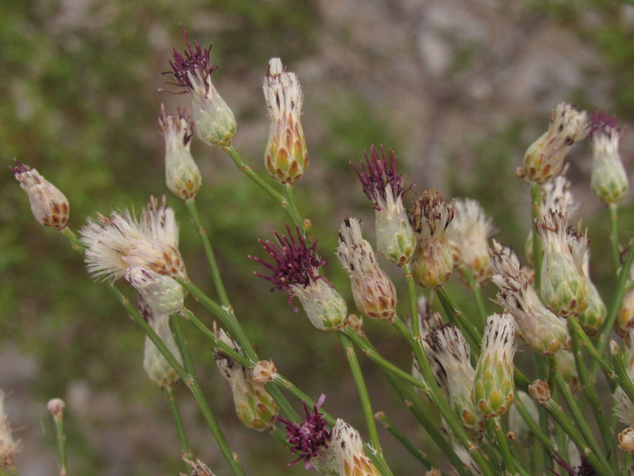 Aphyllocladus ephedroides Cabrera resmi