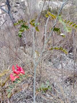 Слика од <i>Pyranthus ambatoanus</i>