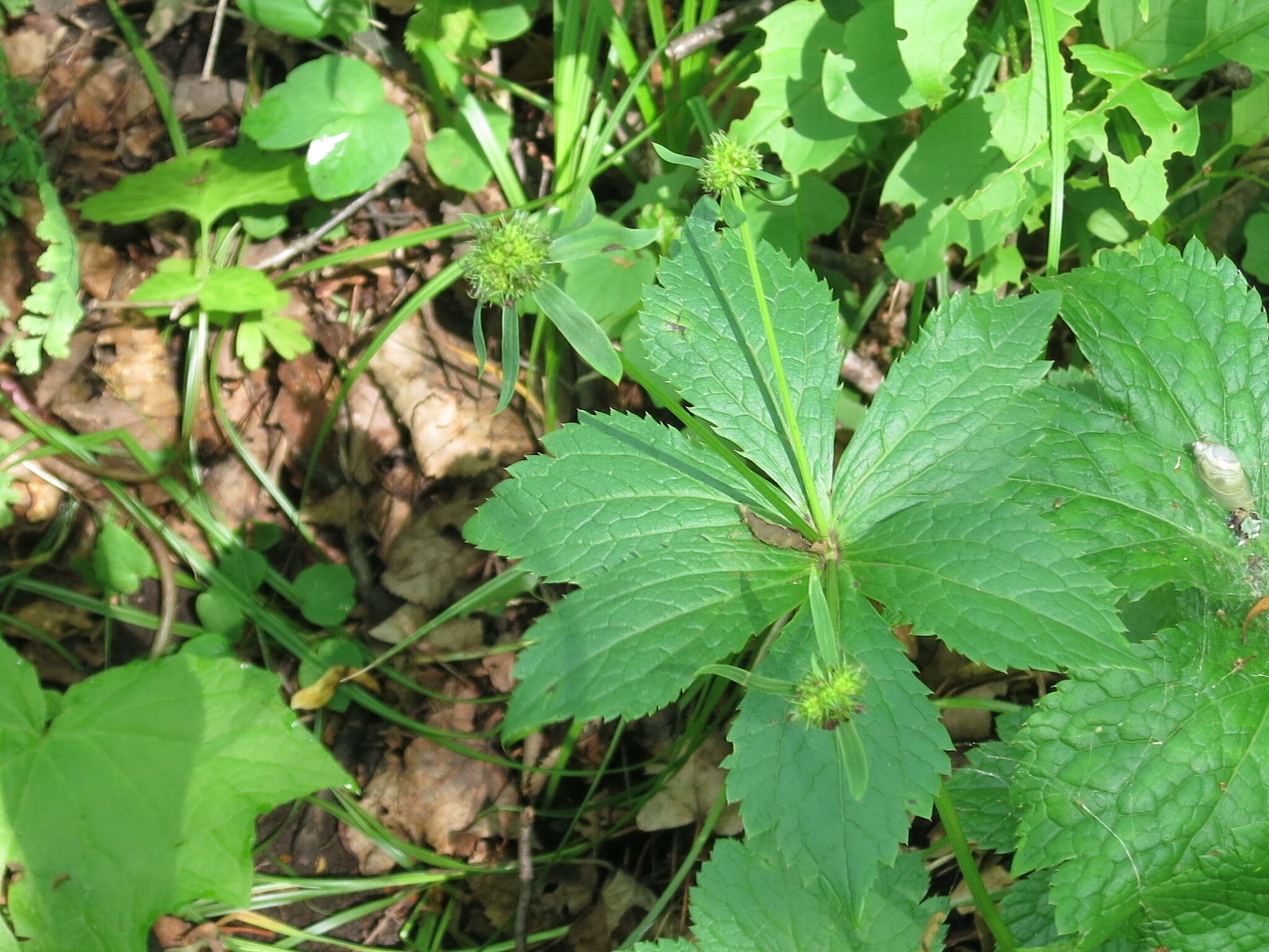 Image of Sanicula rubriflora F. Schmidt