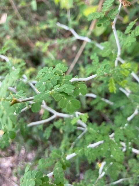 Image de Mimosa bahamensis Benth.