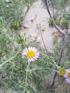 Image of Blochman's erigeron