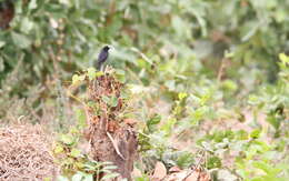 Image of White-fronted Black Chat