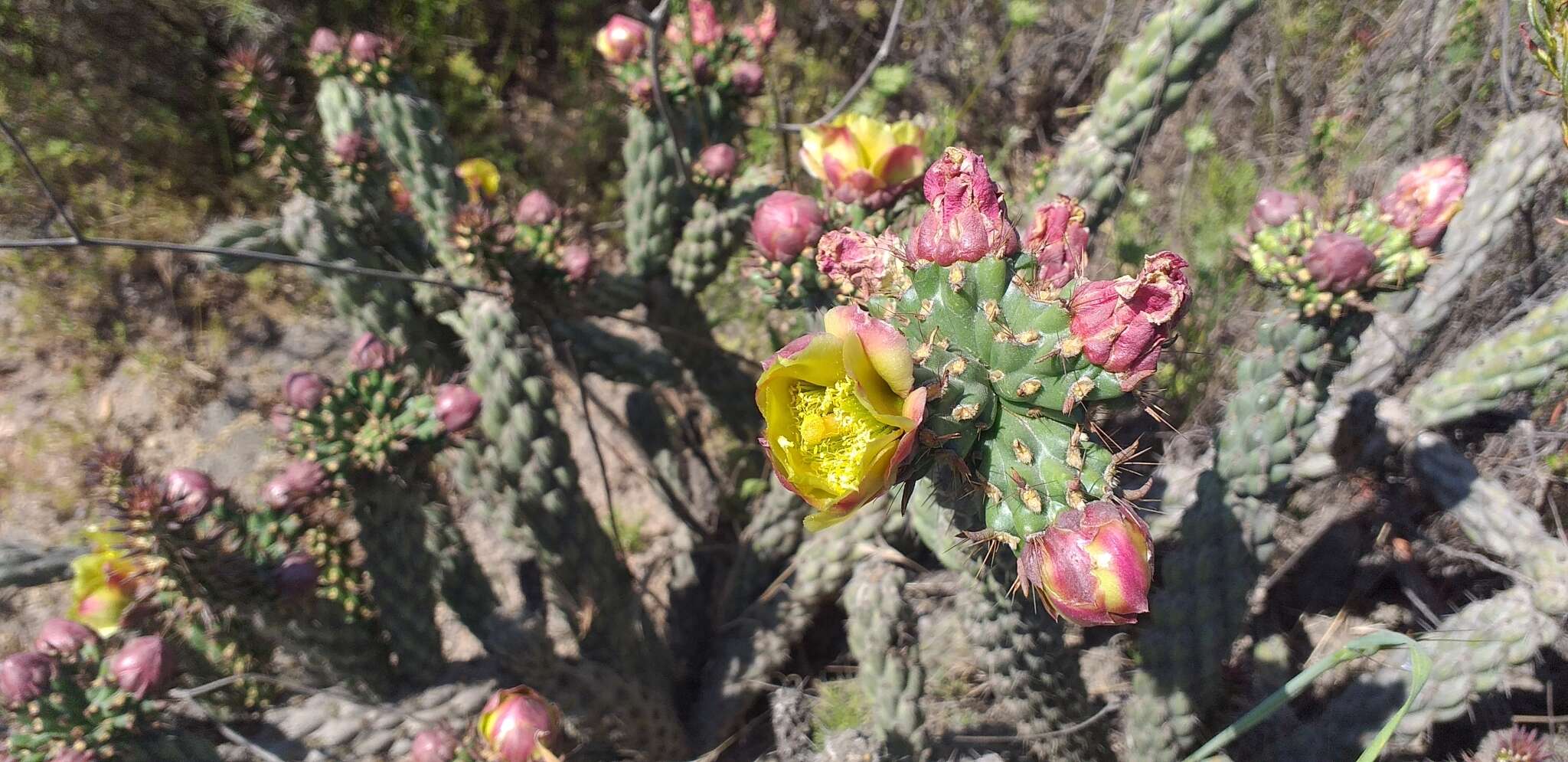 Image of California pricklypear