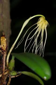 Image de Bulbophyllum vaginatum (Lindl.) Rchb. fil.