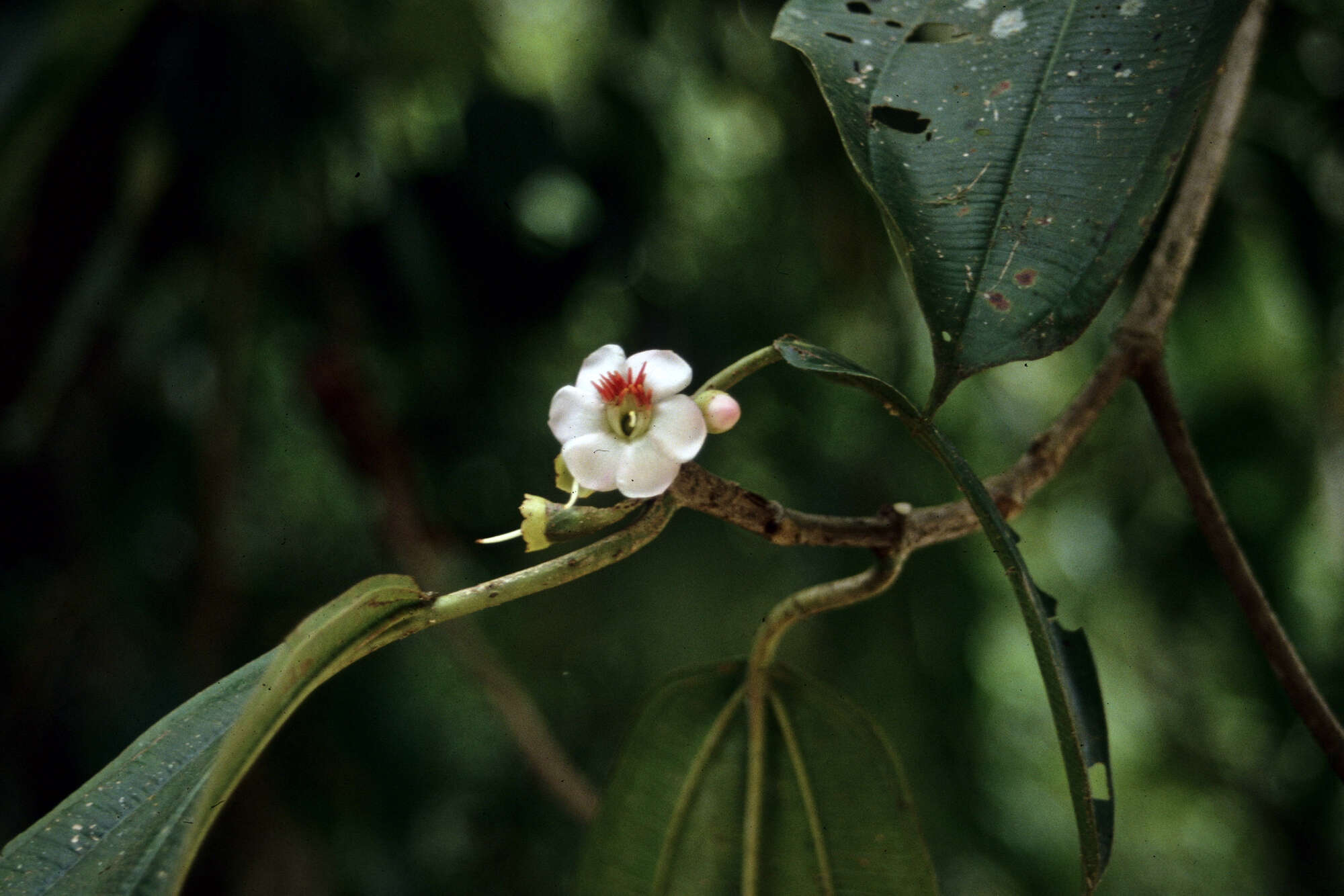 Image of Blakea laevigata D. Don