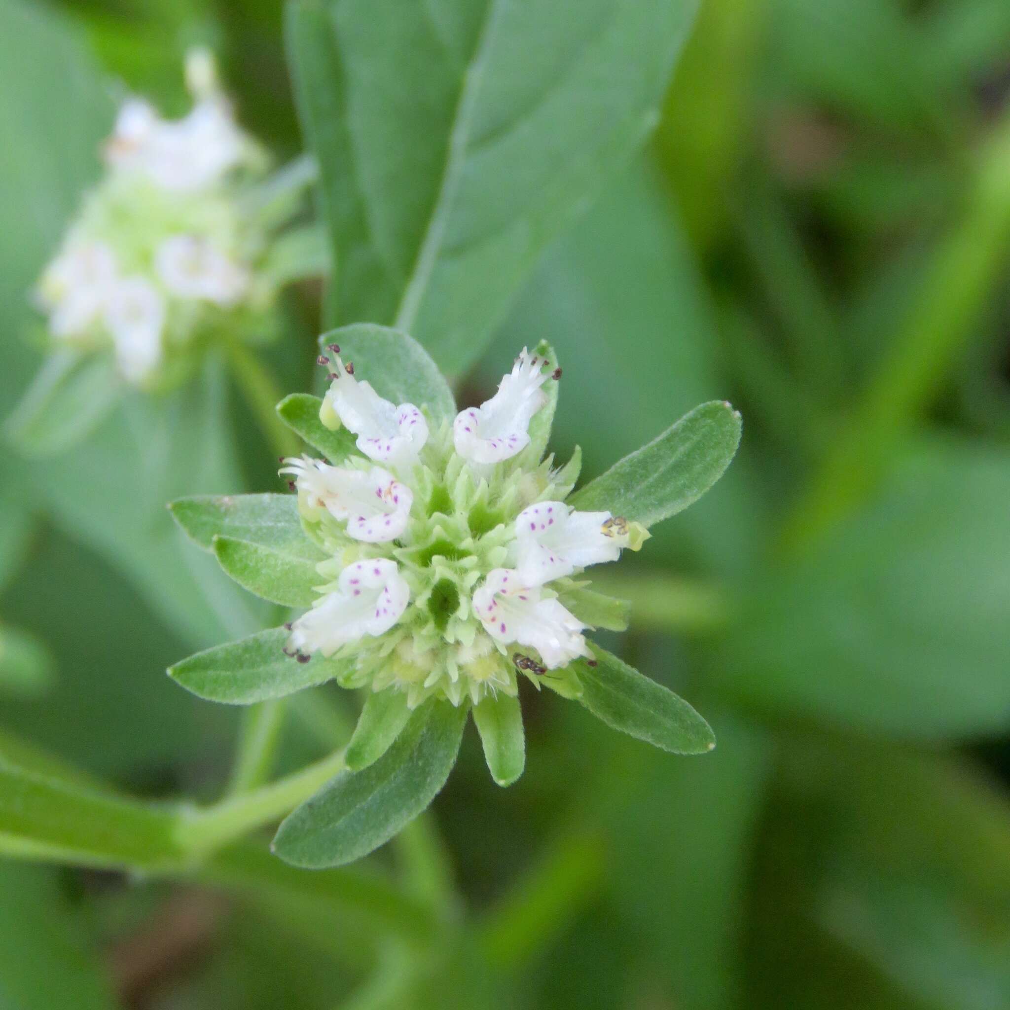 Image of clustered bushmint