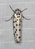 Image of Ethmia clytodoxa Turner 1917