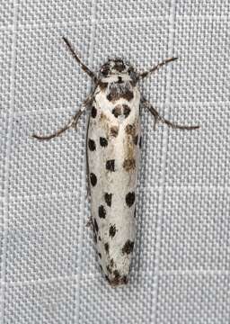 Image of Ethmia clytodoxa Turner 1917