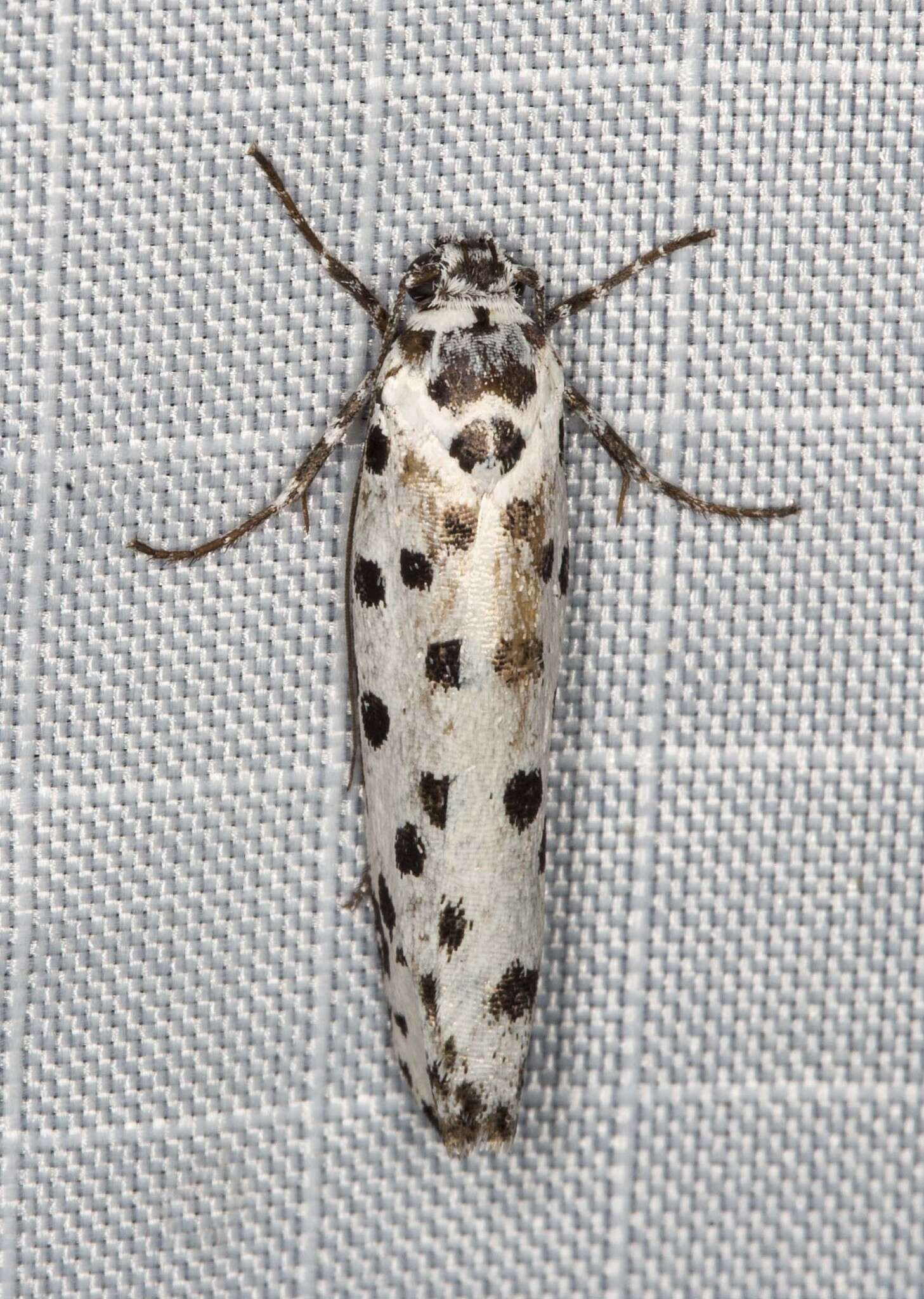 Image of Ethmia clytodoxa Turner 1917