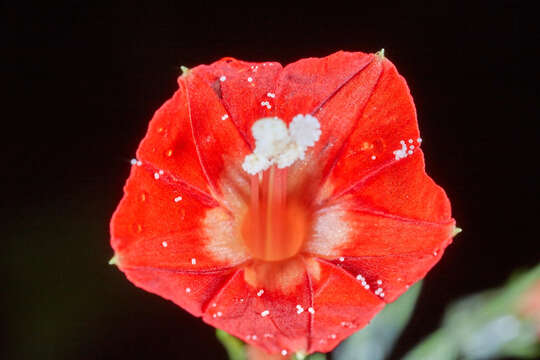 Image of Ipomoea cholulensis Kunth