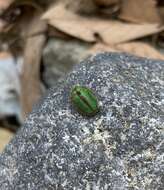 Слика од Physonota nitidicollis Boheman 1854