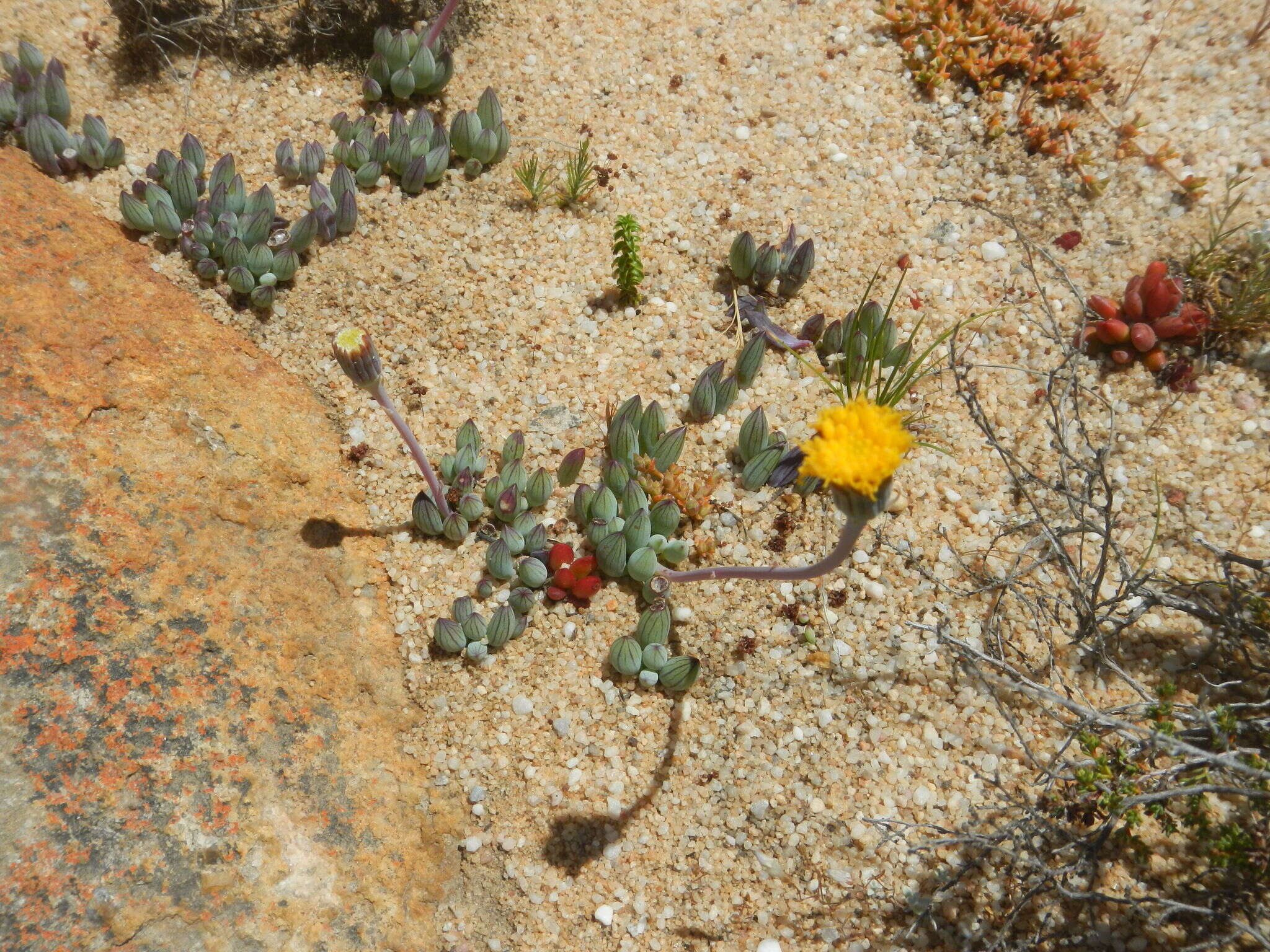 Image of Curio repens (L.) P. V. Heath