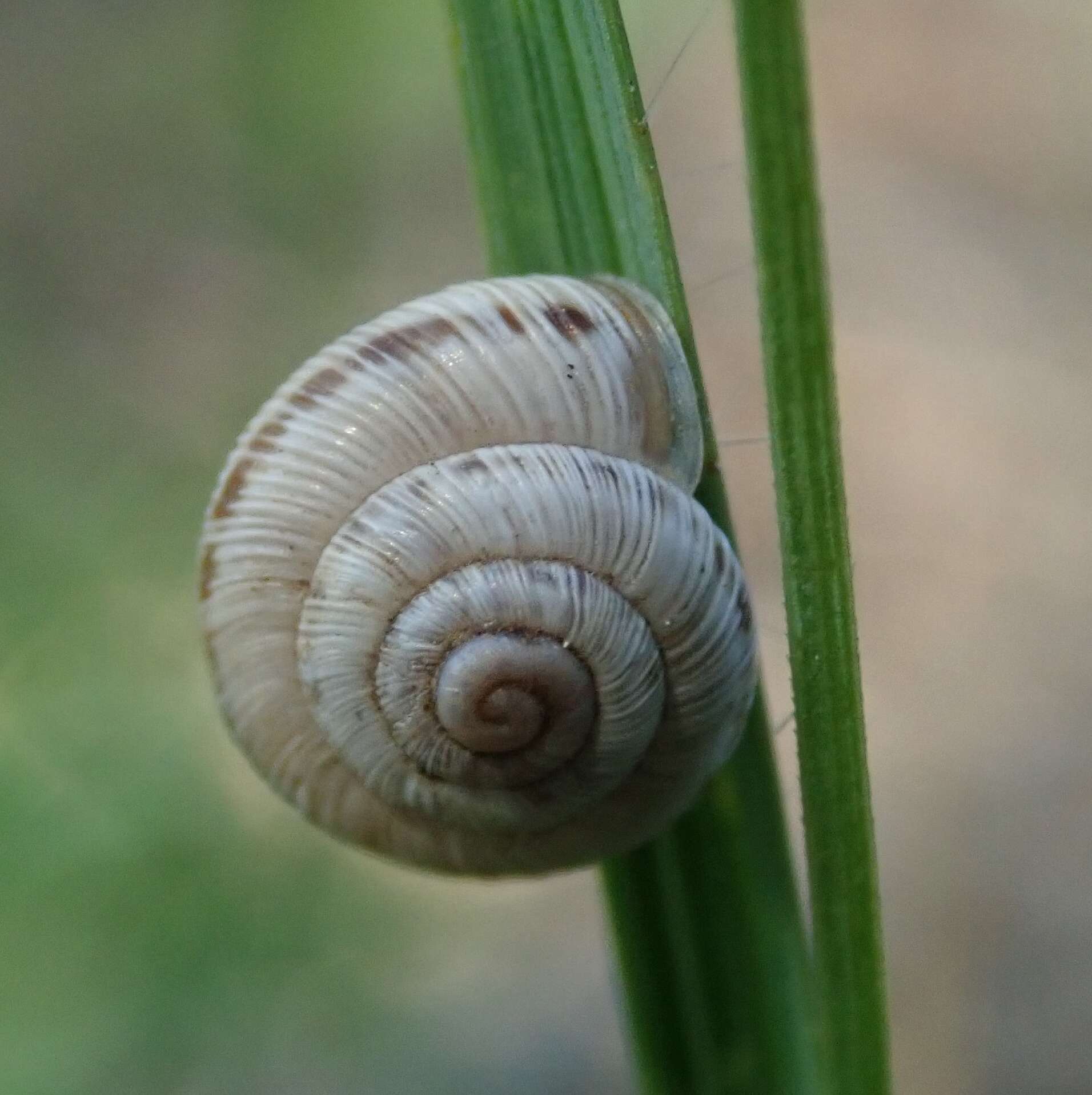 Image of Xerocrassa geyeri (Soós 1926)