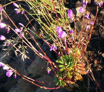 Image of Columbian lewisia