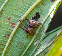 Image of Gelanor zonatus (C. L. Koch 1845)