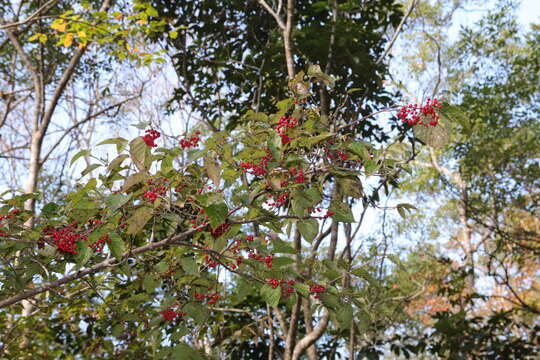 Image of Viburnum luzonicum Rolfe