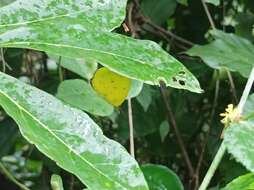 Imagem de <i>Eurema hecabe sulphurata</i> (Butler 1876)